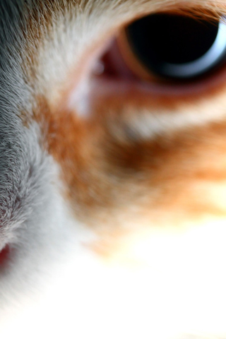 Illustration for article titled Shooting Challenge Pets Gallery 3